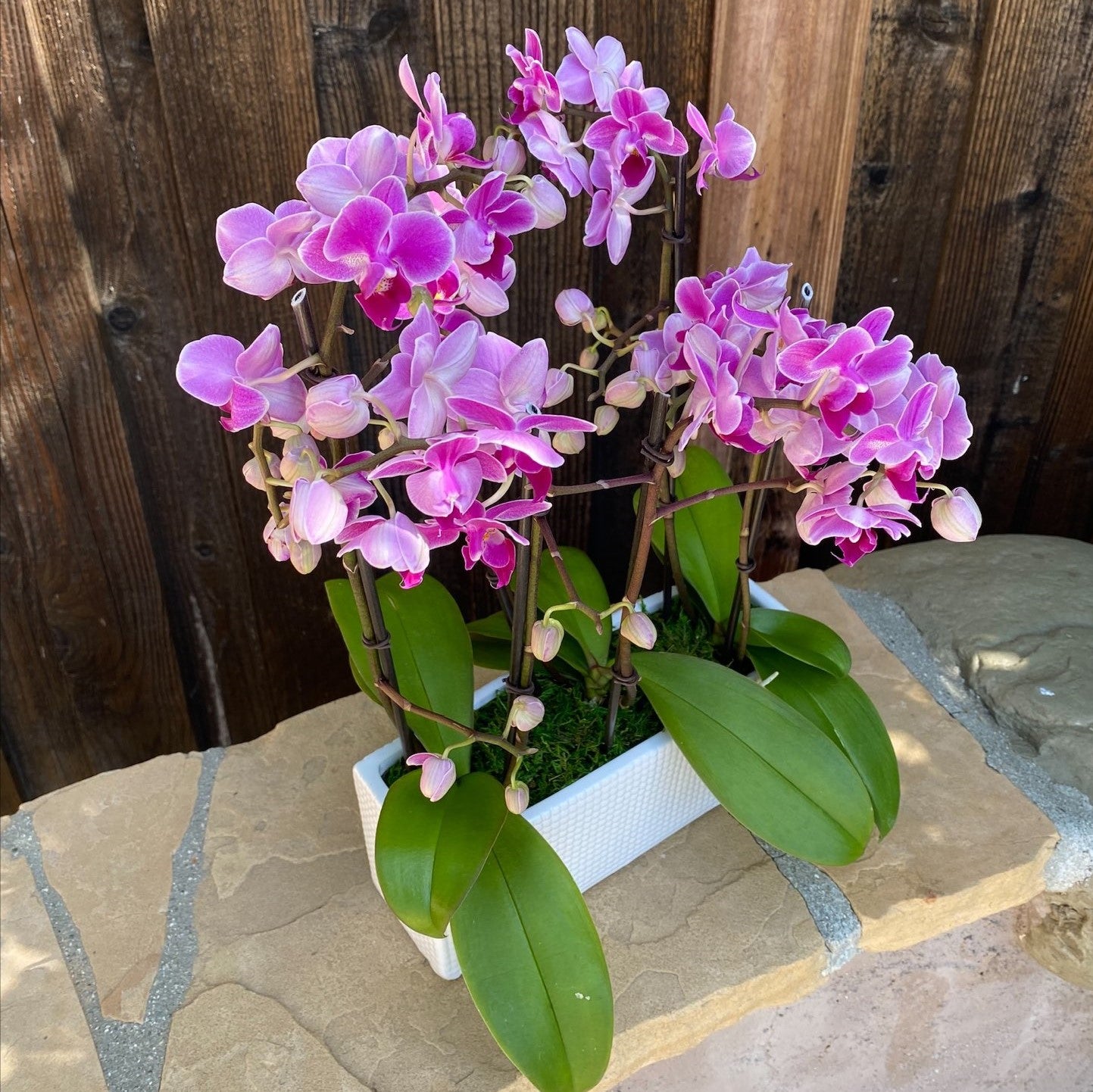 # 30 Mini Purple Phalaenopsis Orchid plants in ceramic vase.