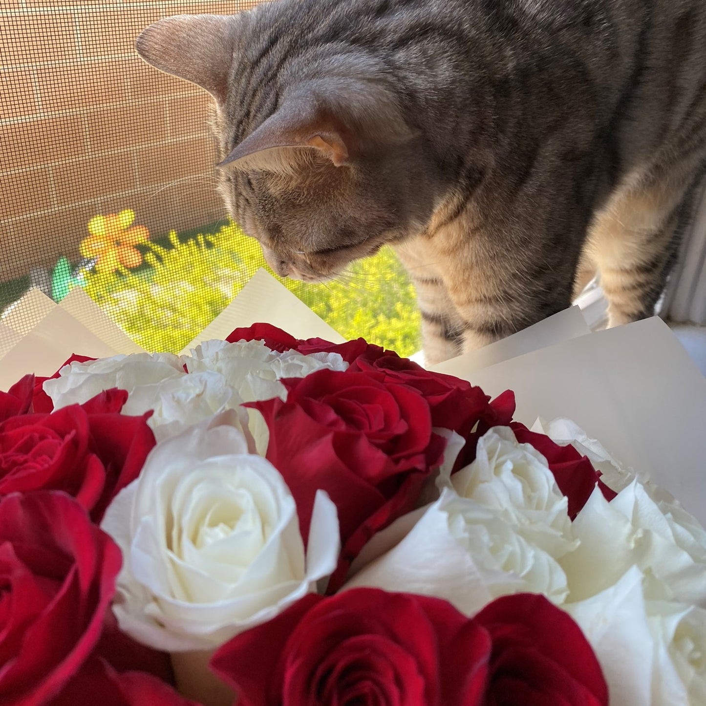 # 21 White and Red roses