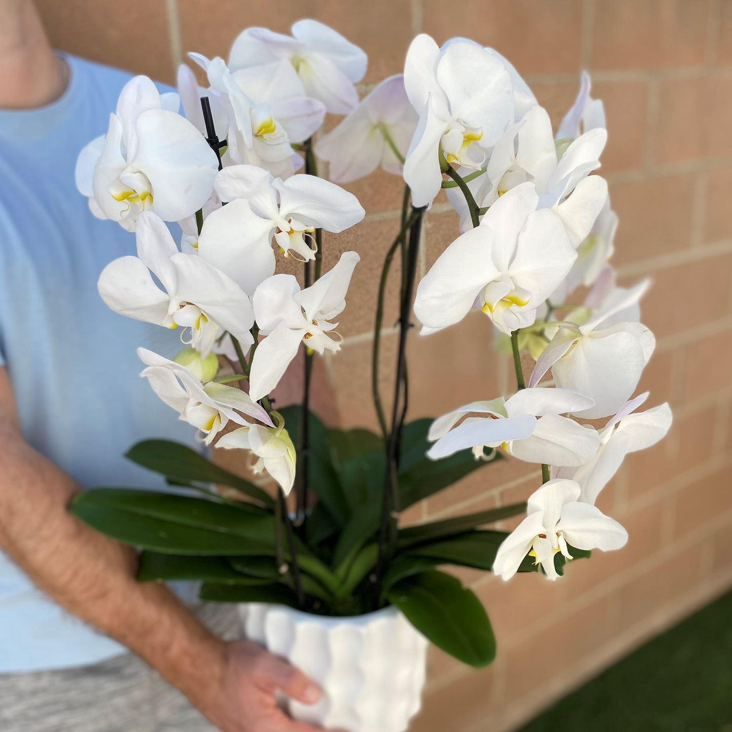 # 27 White Phalaenopsis Orchid plants in ceramic vase.