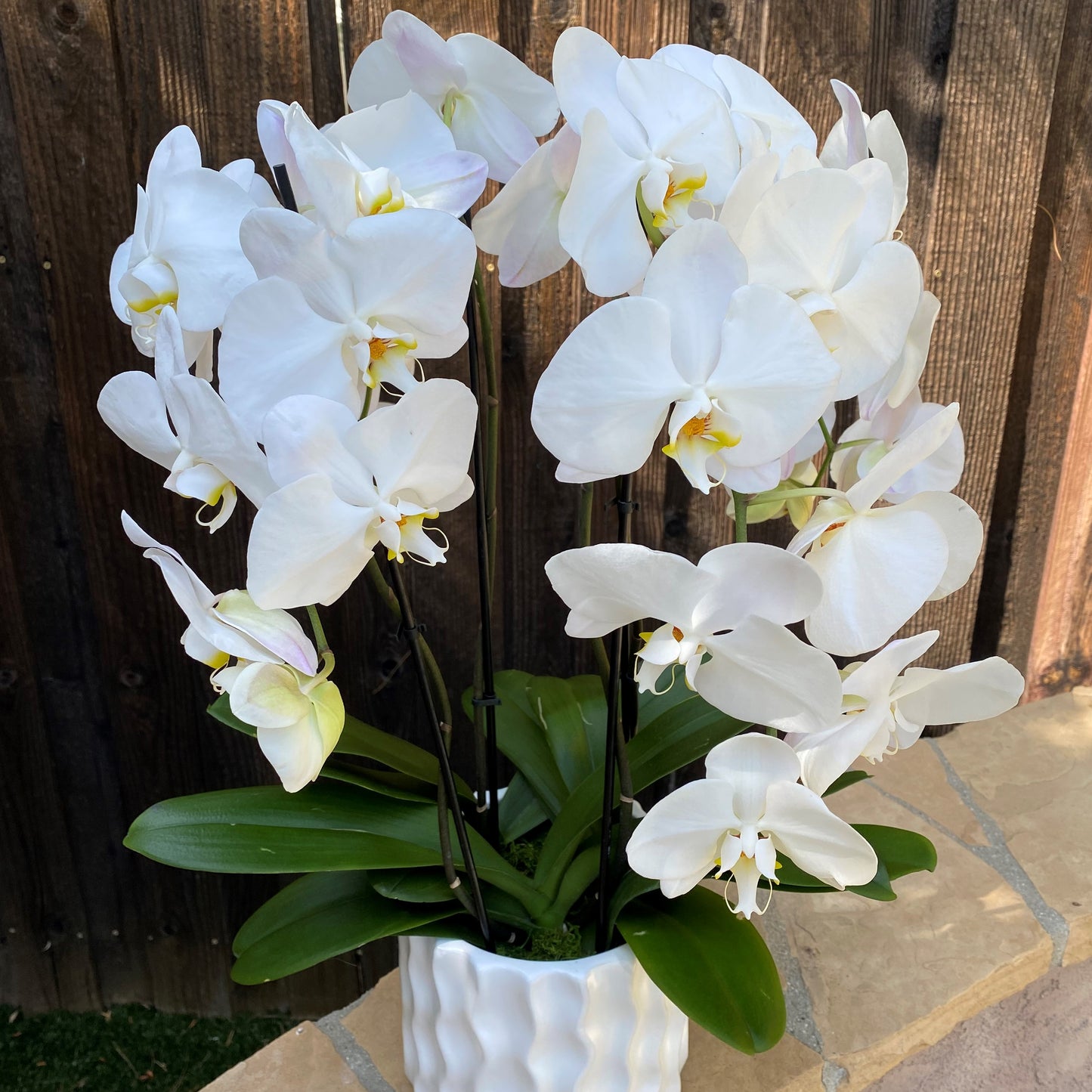 # 27 White Phalaenopsis Orchid plants in ceramic vase.