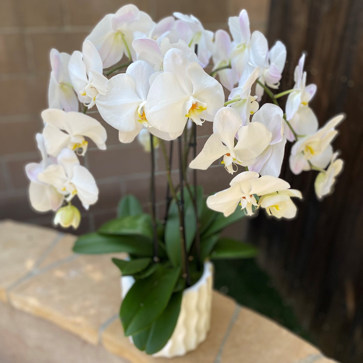 # 27 White Phalaenopsis Orchid plants in ceramic vase.