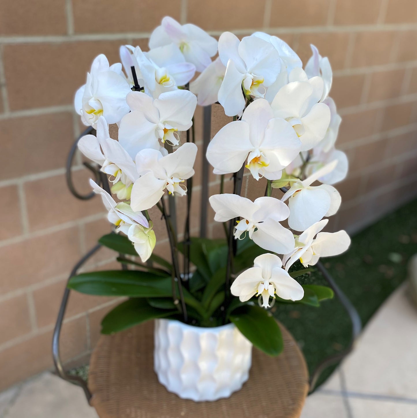 # 27 White Phalaenopsis Orchid plants in ceramic vase.