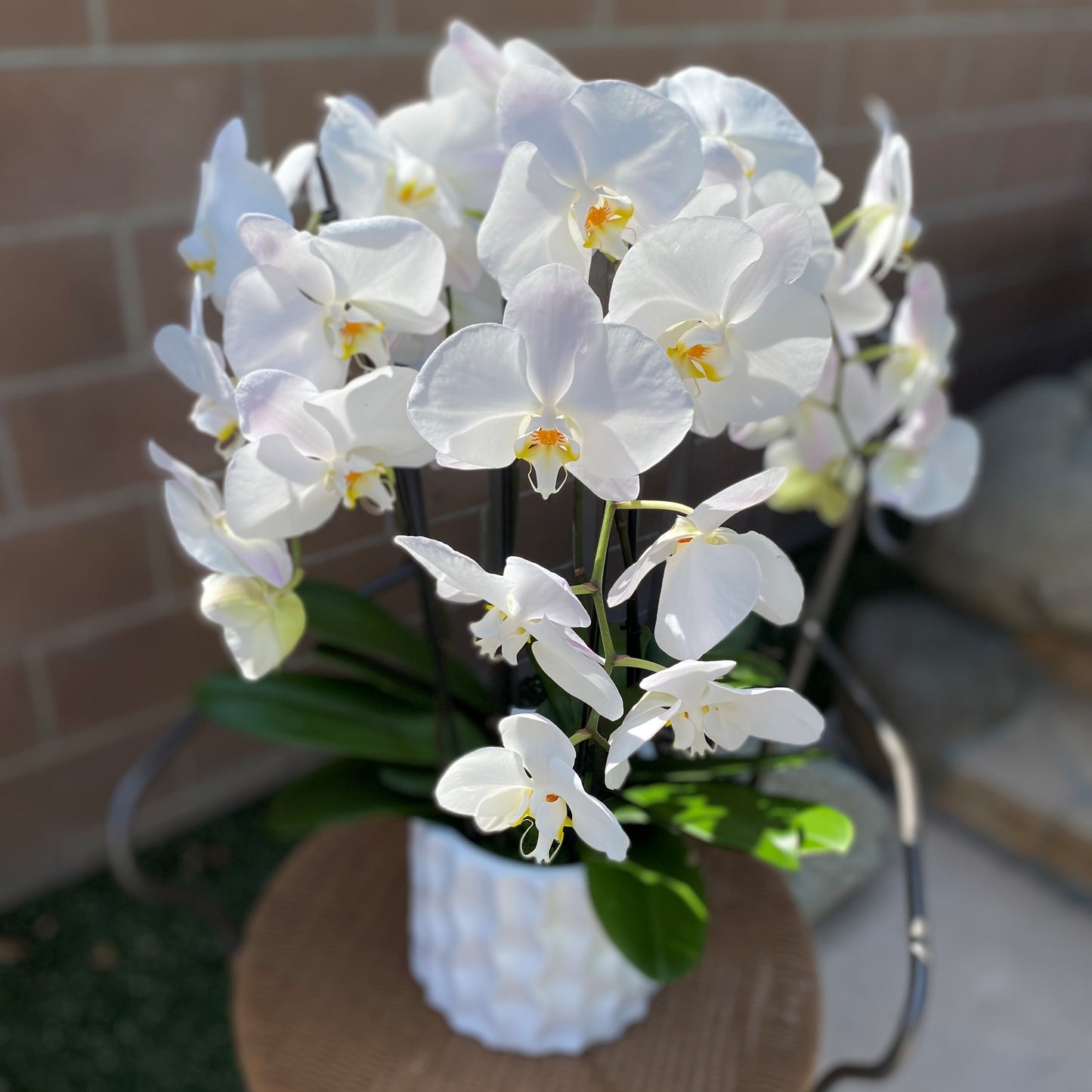 # 27 White Phalaenopsis Orchid plants in ceramic vase.