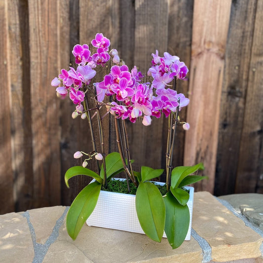 # 30 Mini Purple Phalaenopsis Orchid plants in ceramic vase.