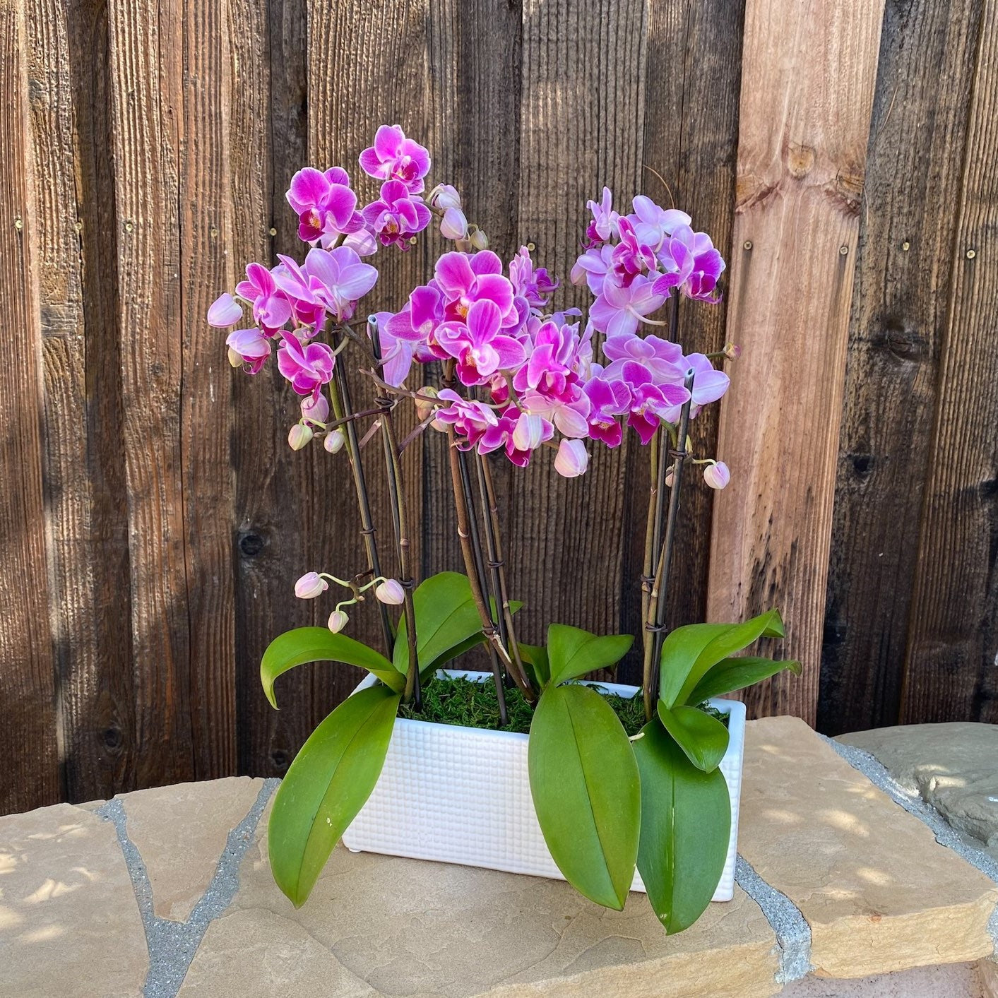 # 30 Mini Purple Phalaenopsis Orchid plants in ceramic vase.