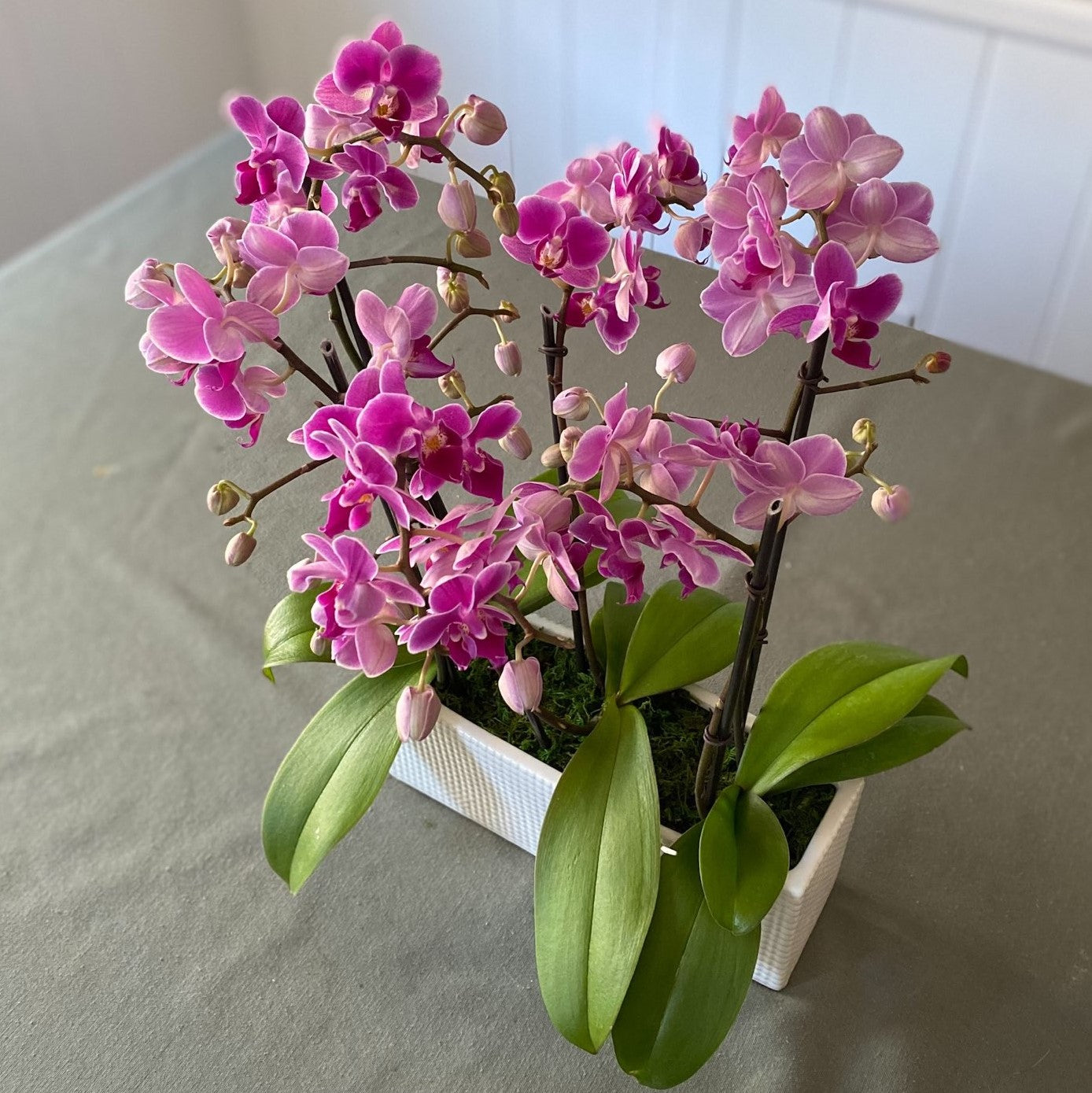 # 30 Mini Purple Phalaenopsis Orchid plants in ceramic vase.