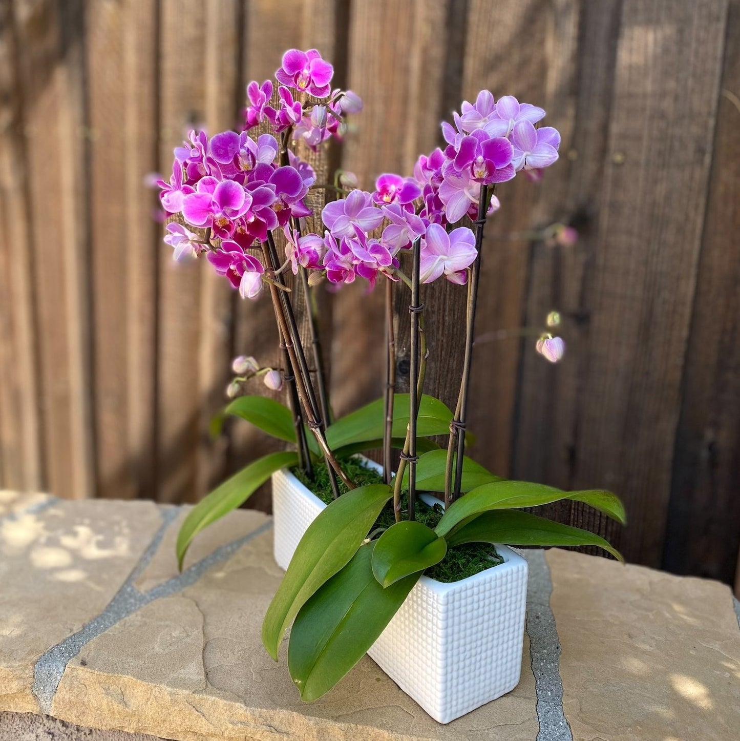 # 30 Mini Purple Phalaenopsis Orchid plants in ceramic vase.