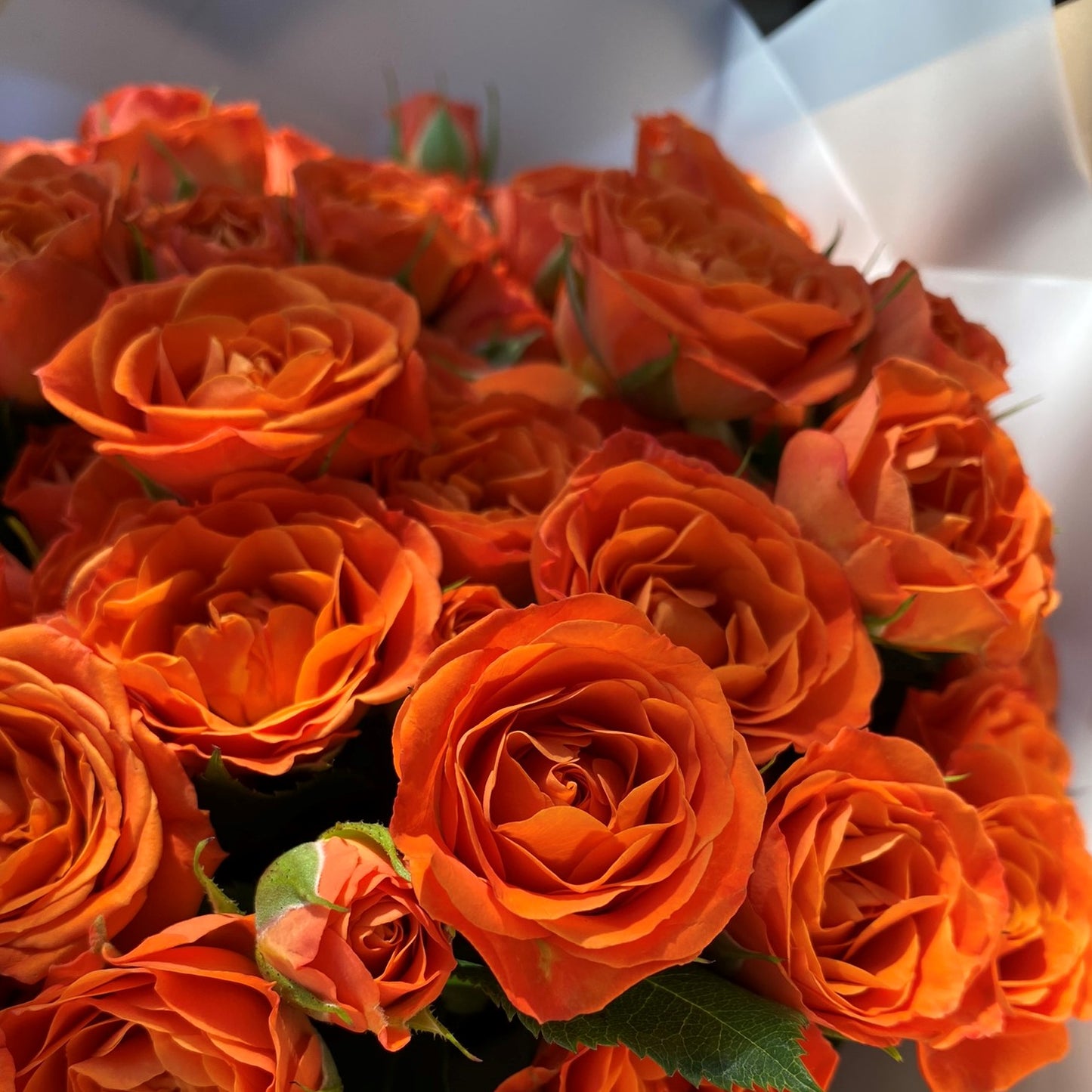 # 37 Orange Spray Roses Bouquet