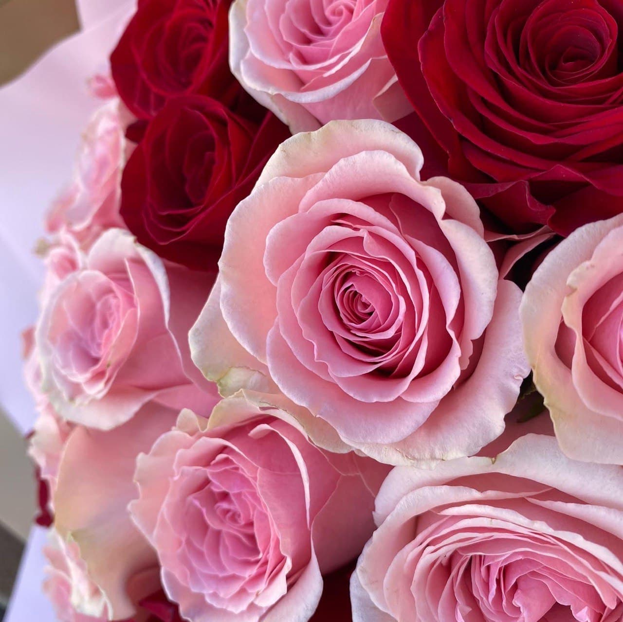 # 13 Lovely pink and red roses